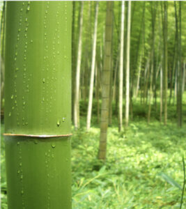 オーガニック竹林